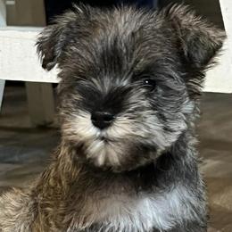 Miniature Schnauzers from Castle Creek Kennels