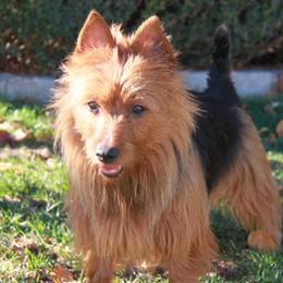 Australian Terriers from Djinda Australian Terriers