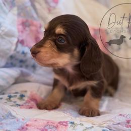 Boy 1 - Chocolate and cream male Dachshund puppy in Town Creek, Alabama from Dirt Road Dachshunds