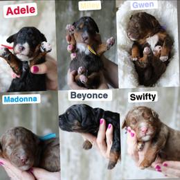 Female 5th pick - Tri-color female Bernedoodle puppy in Sioux Falls, South Dakota from Dolly's Doodles