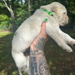 Batman - Cream male Goldendoodle puppy in Glennville, Georgia from Pickle Creek Kennels