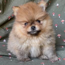 Tod - Orange male Pomeranian puppy in Coram, New York from Willow Dove Pugs