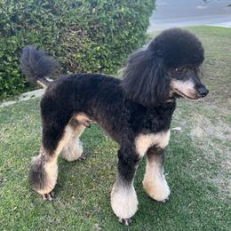Circumstances and illness are forcing us to rehome.  I would be selling him on a strict neuter contract.  However, I will consider select small breeding programs where he will live in the home and not in a kennel. - Phantom male Poodle puppy in Bakersfield, California from Jewells Poodles