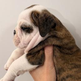 Bulldogs from Southland Bulldogs