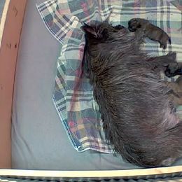 Cairn Terriers from WoodSchott Cairn Terriers