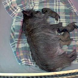Cairn Terriers from WoodSchott Cairn Terriers