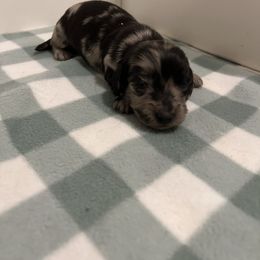 Girl 2 - Dapple Dachshund puppy in Kingston, Illinois from Oak Bridge Farm