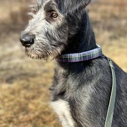 Irish Wolfhounds from Timbercreek Irish Wolfhounds