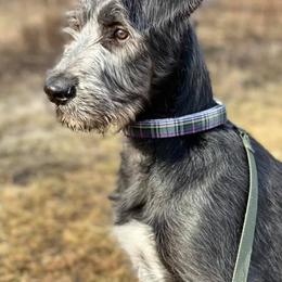 Irish Wolfhounds from Timbercreek Irish Wolfhounds