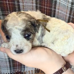 Yellow - Merle female Bernedoodle puppy in Grandview, Texas from Big Sky Bernedoodles