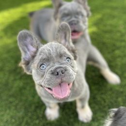 Boy 3 - French Bulldog puppy in Perris, California from Ultra Paws Plus