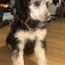 Dalmatian and Poodle Puppies from Exquisite Dalmatians & Standard Poodles
