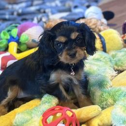 Sky - Black and tan female Cavalier King Charles Spaniel puppy in Lawton, Oklahoma from Wild Wishes Cavaliers
