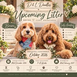 Goldendoodle puppies from D & L Doodles LLC