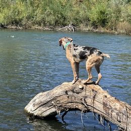 Catahoula Leopard Dogs from Cottonwood Creek Catahoula’s