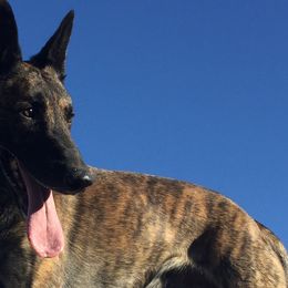 Dutch Shepherds from Sylviane Wildflower DSK (Dutch Shepherd Kennel) California