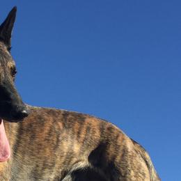 Dutch Shepherds from Sylviane Wildflower DSK (Dutch Shepherd Kennel) California