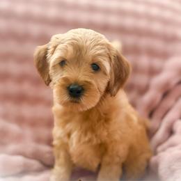 Marlon - Apricot male Goldendoodle puppy in Garden Grove, California from Sunkissed Doodles