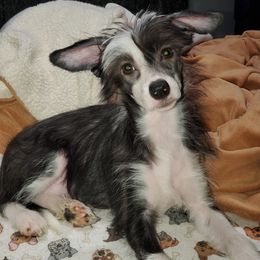 Chinese Crested Puppies from Perfect Pups R Us