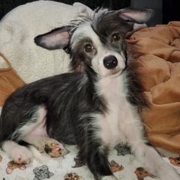 Chinese Crested Puppies from Perfect Pups R Us