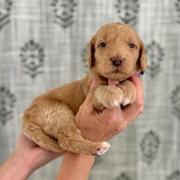 Harmony Bear- Light Purple Collar - Apricot female Goldendoodle puppy in Bay City, Texas from Charming Doods Goldendoodles