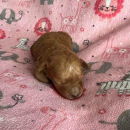 Sol, Red - Red  female Poodle puppy in Winter Haven, Florida from Herdez’s Poodles