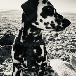 Charming - Dalmatian