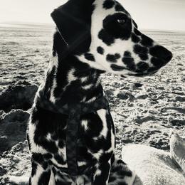 Charming - Dalmatian