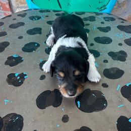 Oreo - Piebald male Dachshund puppy in Hawley, Texas from Foxy’s Dachshunds & Toy Aussies