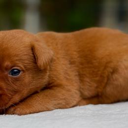 Purple Collar - Yellow female Labrador Retriever puppy in Huntington, Texas from Soggy Bottom Retrievers