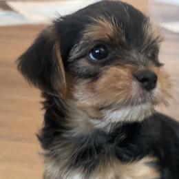 Yorkshire Terriers from Yorkie love