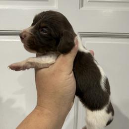 O'Malley - Piebald male Dachshund puppy in Fort Myers, Florida from Lady Margery’s Dachshunds