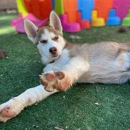 "11 weeks old" Siberian Husky Puppies from Phresh Pharm Husky Ranch
