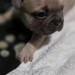 Lincoln - Tricolors male French Bulldog puppy in Cabool, Missouri from Shannon French Bulldogs