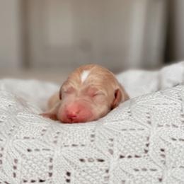 Telluride, Boy - Apricot male Goldendoodle puppy in Maricopa, Arizona from Desert Ridge Doodles