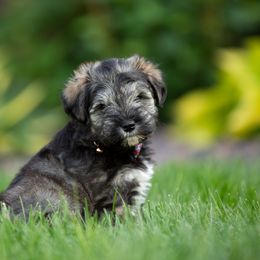 Miniature Schnauzer Puppies from Star Schnauzers