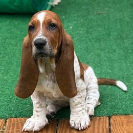 Sadie - Mahogany and white female Basset Hound puppy in Pilot Mtn, North Carolina from Lowdown Love Basset Hounds