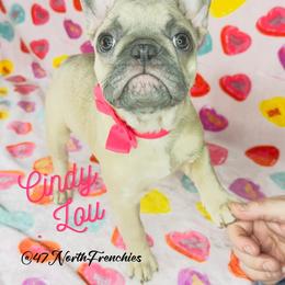 Cindy Lou - Fawn female French Bulldog puppy in Spokane, Washington from 47 North Frenchies, LLC