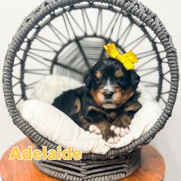 Adelaide - Tri-color female Bernedoodle puppy in West Haven, Utah from Split Mountain Doodles