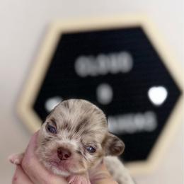 Louie - Merle male Chihuahua puppy in Harrison, Michigan from Cloud9 Chihuahuas