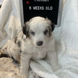 Miniature Australian Shepherd Puppies from Happy Tails, Colorado Mini Aussies