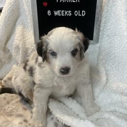 Miniature Australian Shepherd Puppies from Happy Tails, Colorado Mini Aussies