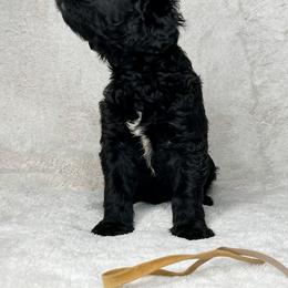 Goldendoodle and Poodle Puppies from Poodles and Doodles By Grace
