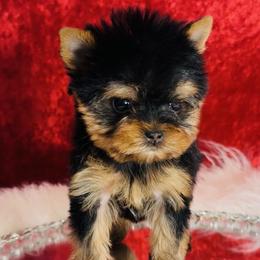 Yorkshire Terriers from Toy Treasure Yorkies