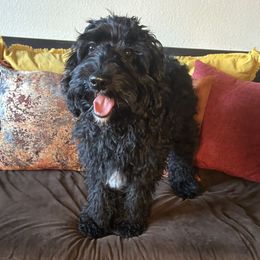 Little Mac - Black and white male Cavapoo puppy in Tempe, Arizona from Springerdoodles Plus AZ