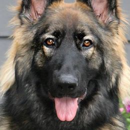 Shiloh Shepherds from Blue Moon Shilohs