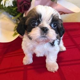Reginald - AKC Champion Bloodline - Tricolor male Shih Tzu puppy in Long Beach, California from Prieto Shih-Tzu's