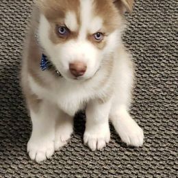 Siberian Husky Puppies from Heather's Happy Huskies