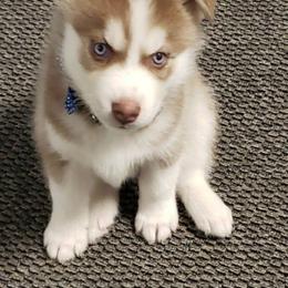 Siberian Husky Puppies from Heather's Happy Huskies