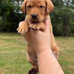 Guinness - Yellow male Labrador Retriever puppy in Water Valley, Mississippi from Three Lakes Labs & WHDs